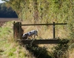 Gipping Barn, Stonham Aspal