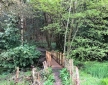 The Nest, Ashdown Forest