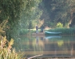 Kingfishers at Woody Park, Cullompton