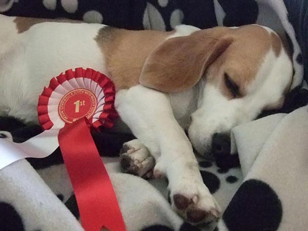 Spoutscroft Cottage, Yorkshire Dales