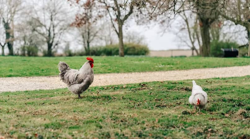The Goat Shed, Thetford Forest